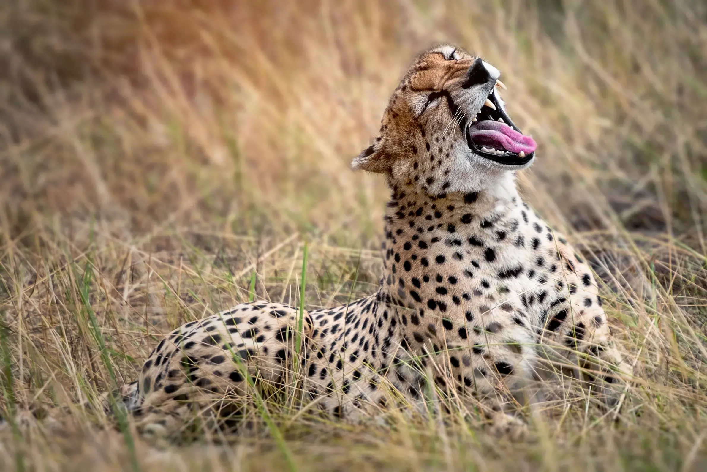 Safari in Tanzania