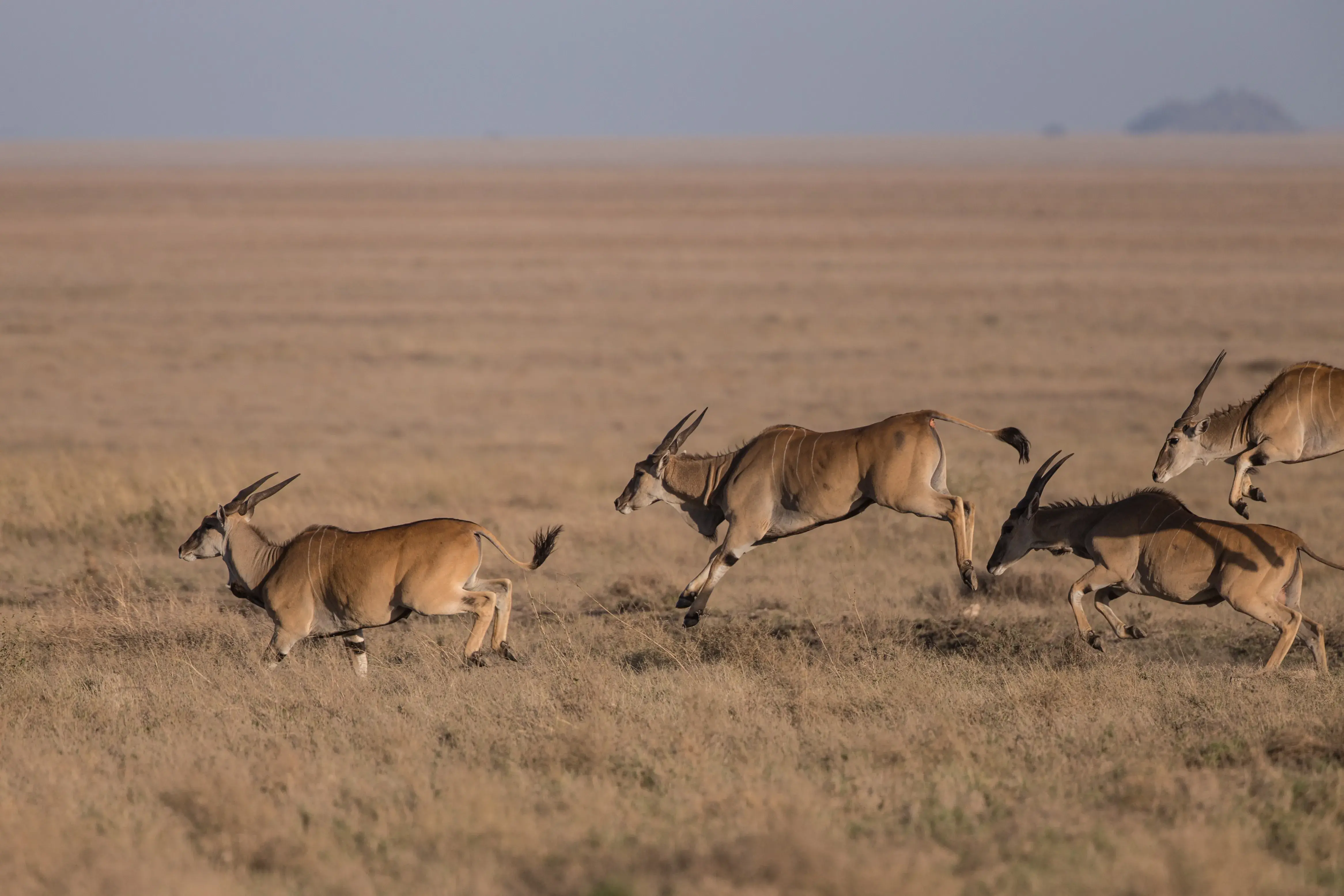 Ngorongoro